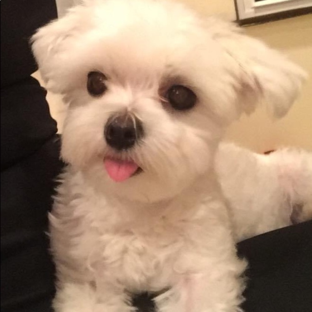 Meet your Posher, Emma